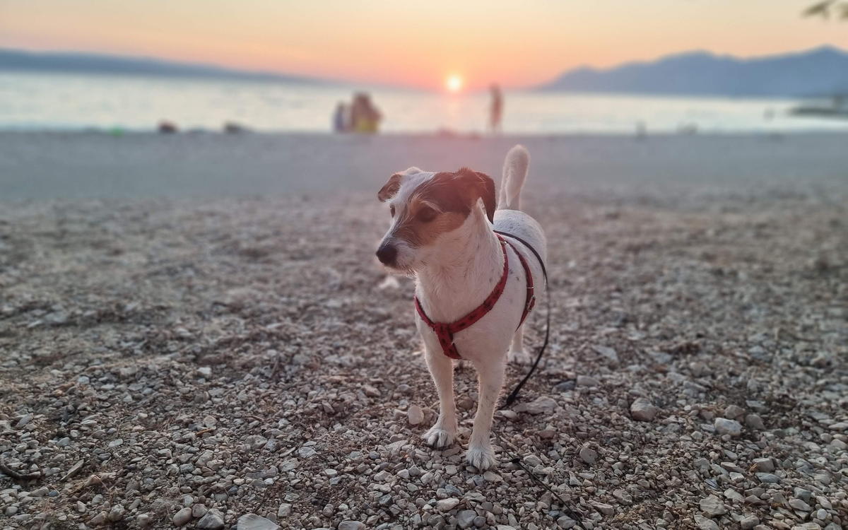 Bettle standing on a pebble beach at sunset, harness on, nose into the breeze