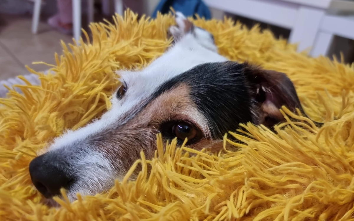 Bettle curled up and settled in a yellow fluffy bed, relaxed and half asleep