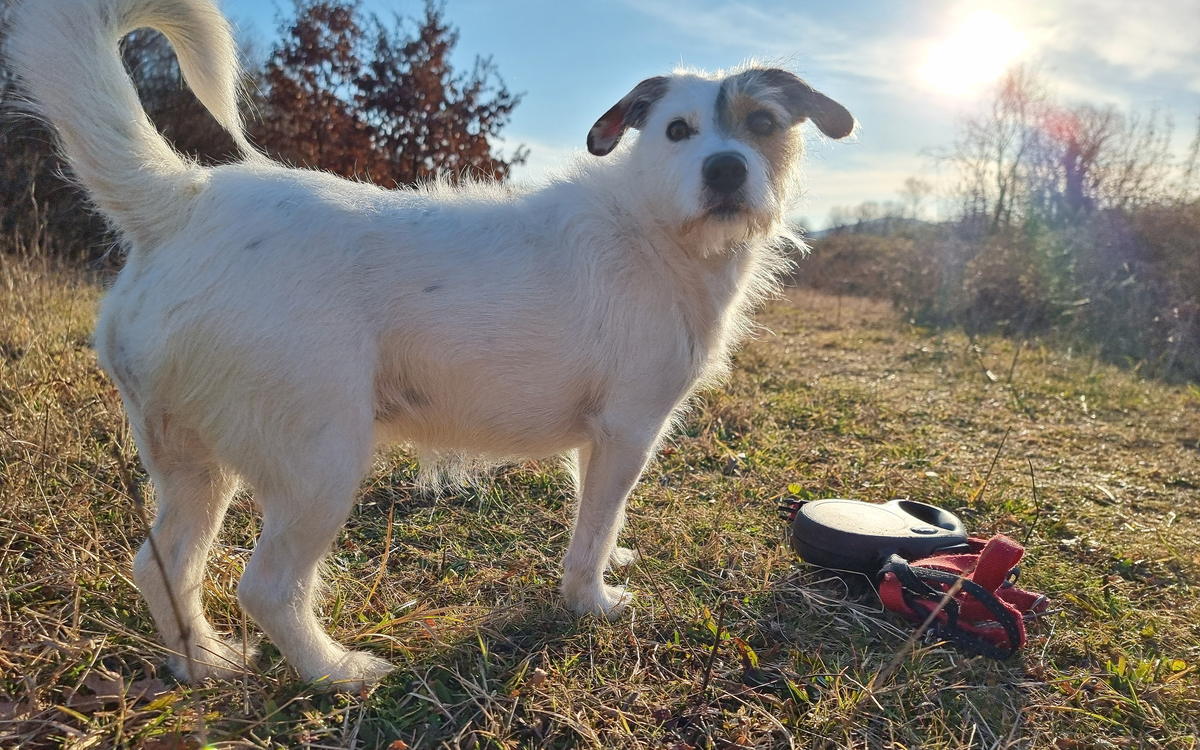 Bettle standing in a winter field, his lead and harness on the ground beside him