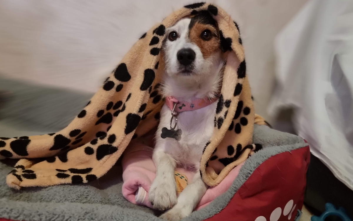 Bettle as a young dog, tucked under a paw-print blanket in his bed