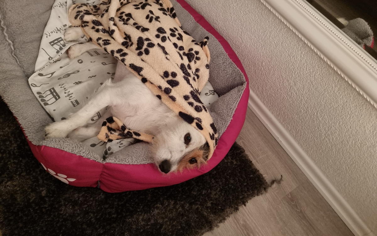 Bettle curled up asleep in his bed with a blanket over him