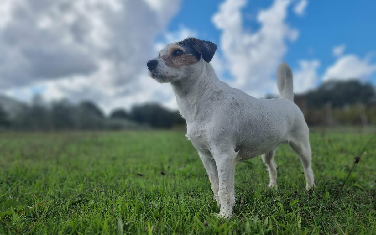 Bettle standing side-on in a green field under a big sky, showing his outline