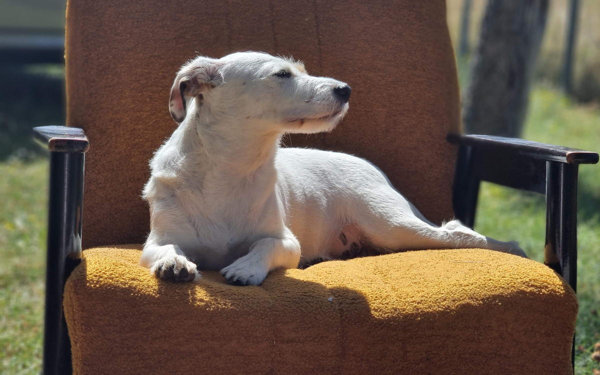 Bettle lying in a sunlit armchair outdoors on a warm afternoon