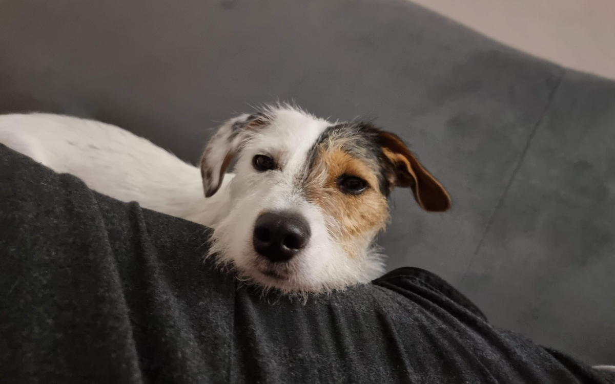 Bettle resting his chin on the arm of a sofa, watching the door