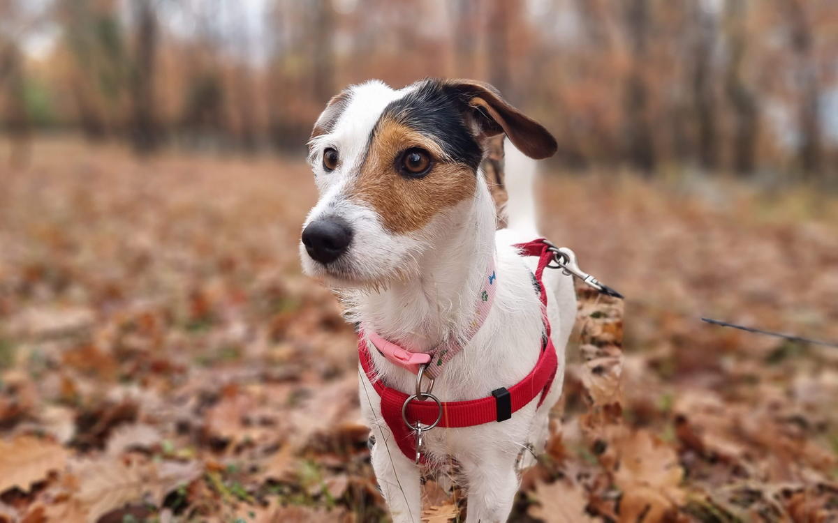 Bettle in a red harness and lead, standing in fallen autumn leaves