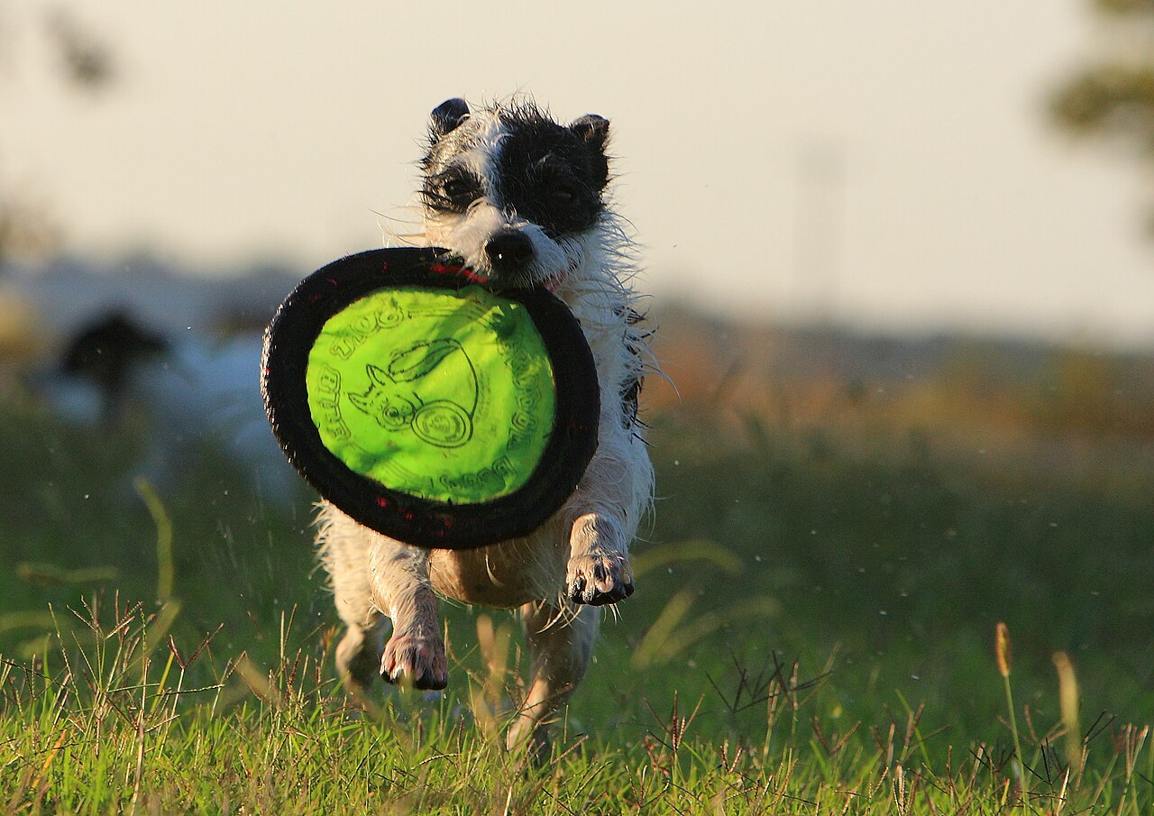 A Jack Russell terrier sitting alert and curious on rocks